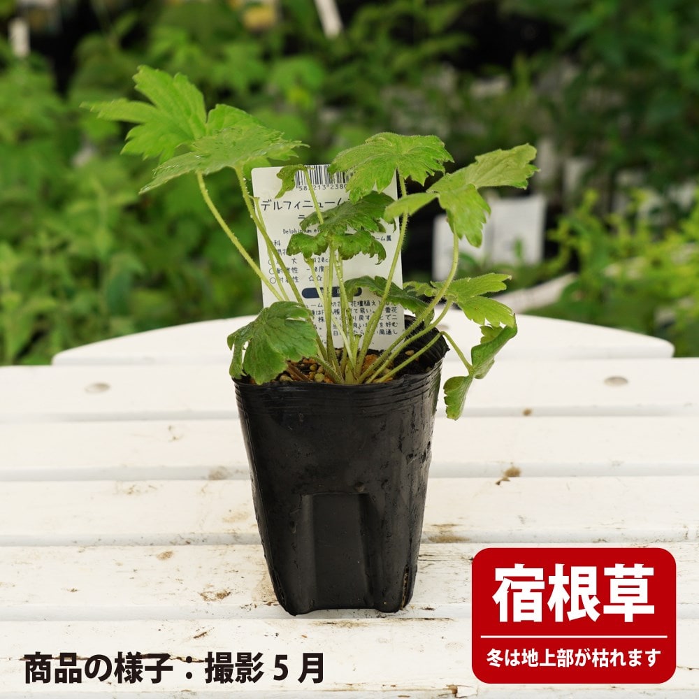 デルフィニウム オーロラ ラベンダー 1