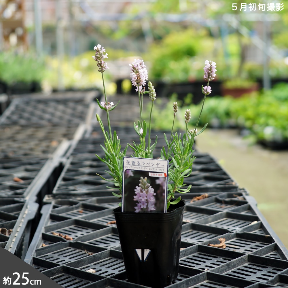 ラベンダー エレガンスピンク 1