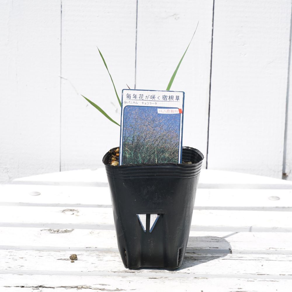 パニカム チョコラータ 