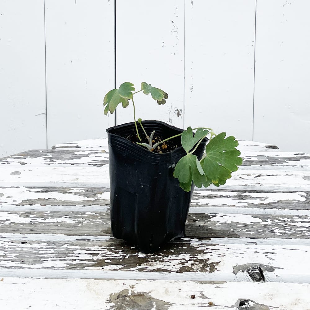 アクイレギア オリンピカ 1