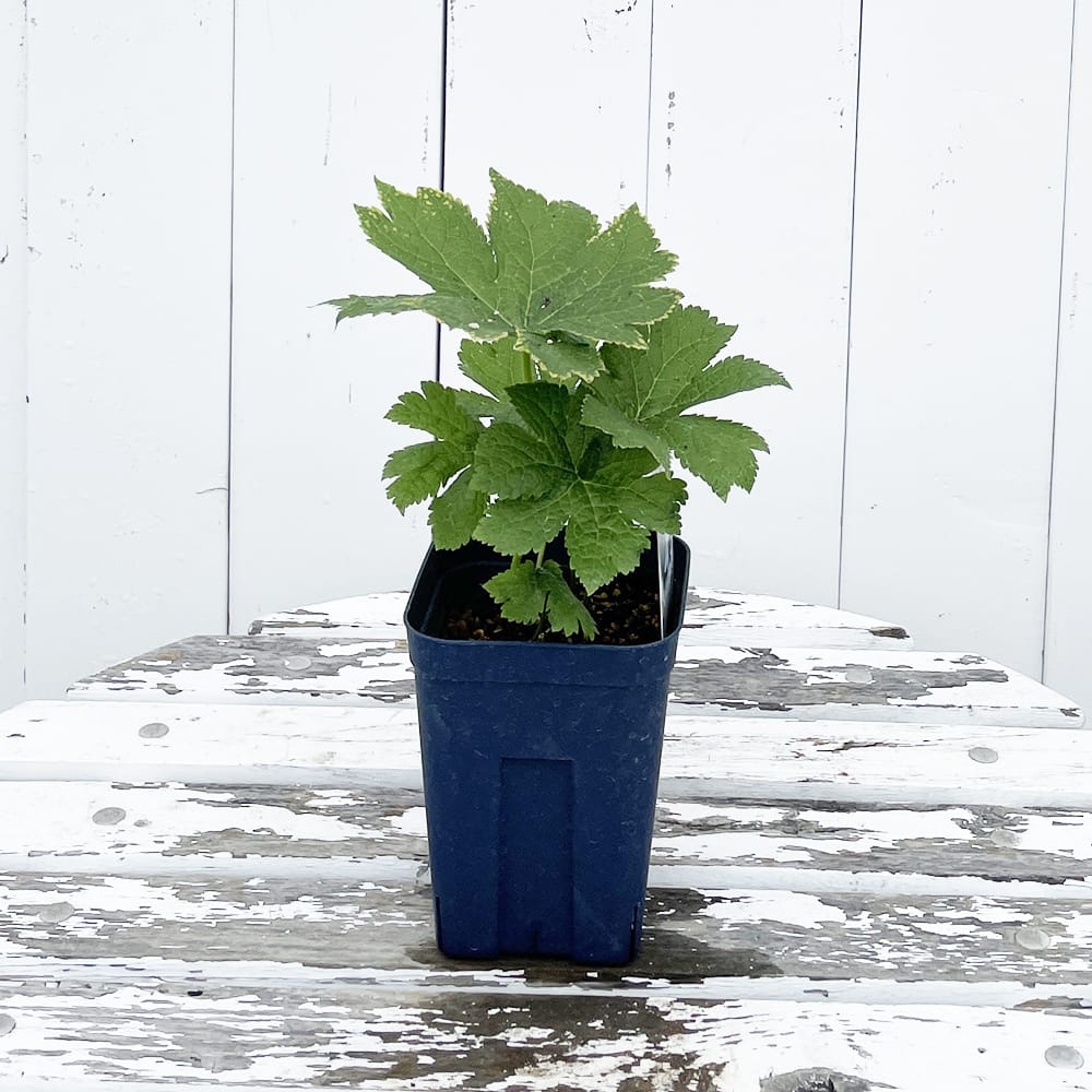 シラネアオイ シラネアオイ 1