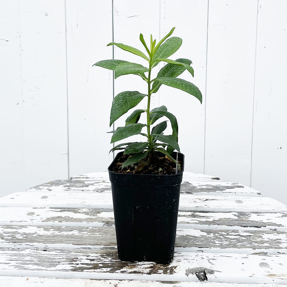 フロックス フェイマスコーラル 1