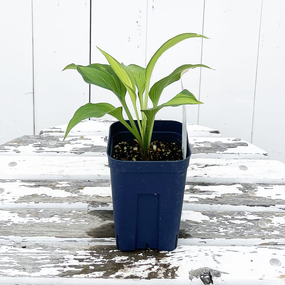 ホスタ 富士錦 1