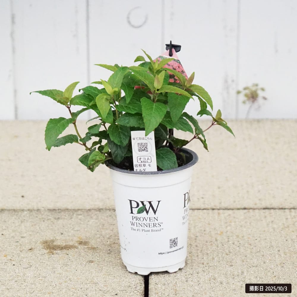 モナルダ ローズ 1