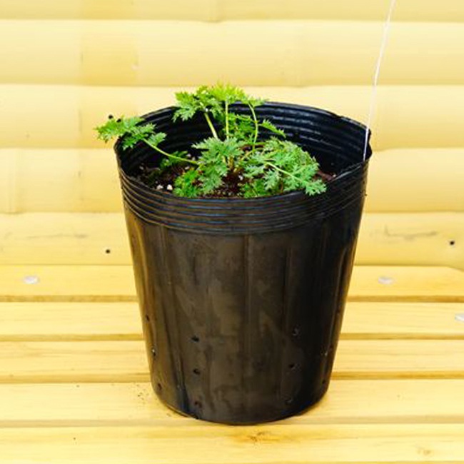 クリサンセマム ロビンソンピンク 1