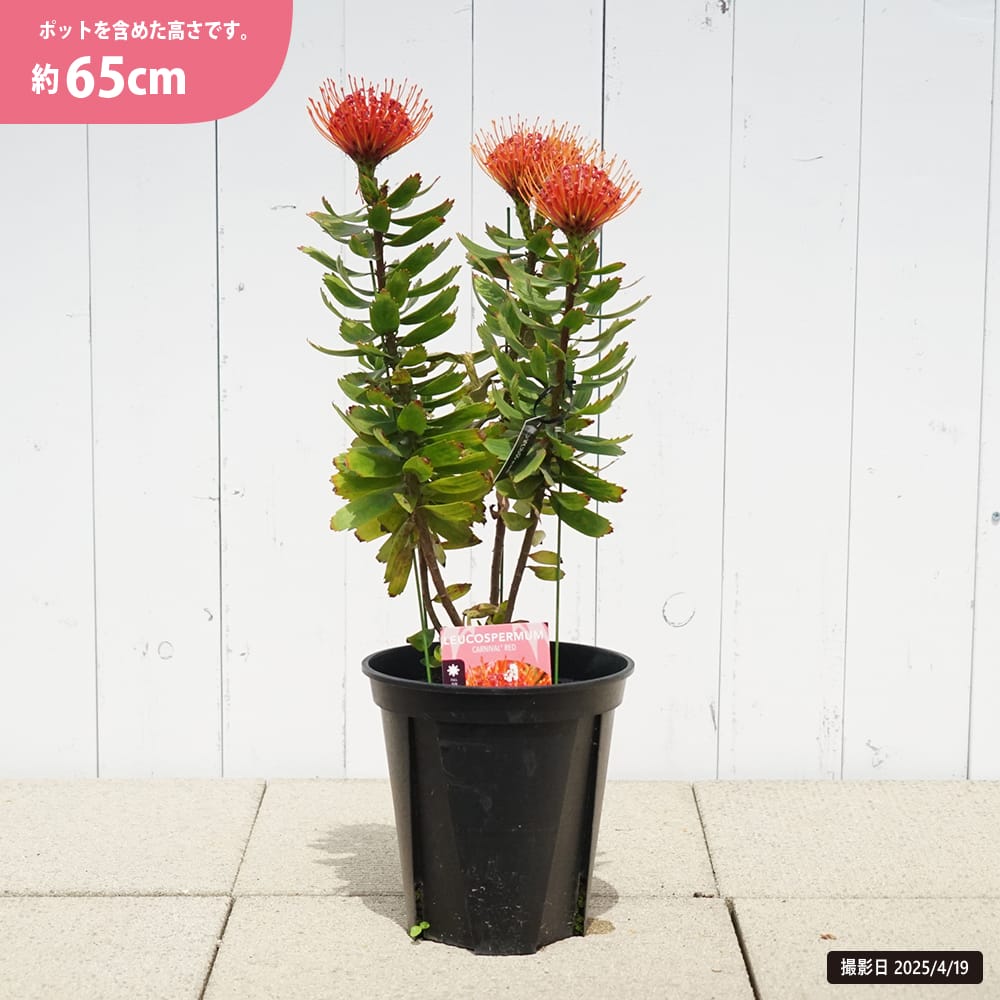 リューコスペルマム カーニバルレッド 1