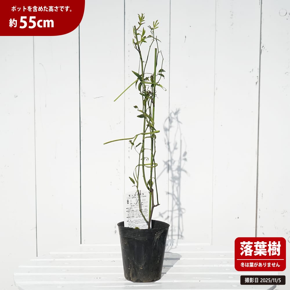 モッコウバラ 黄八重 1