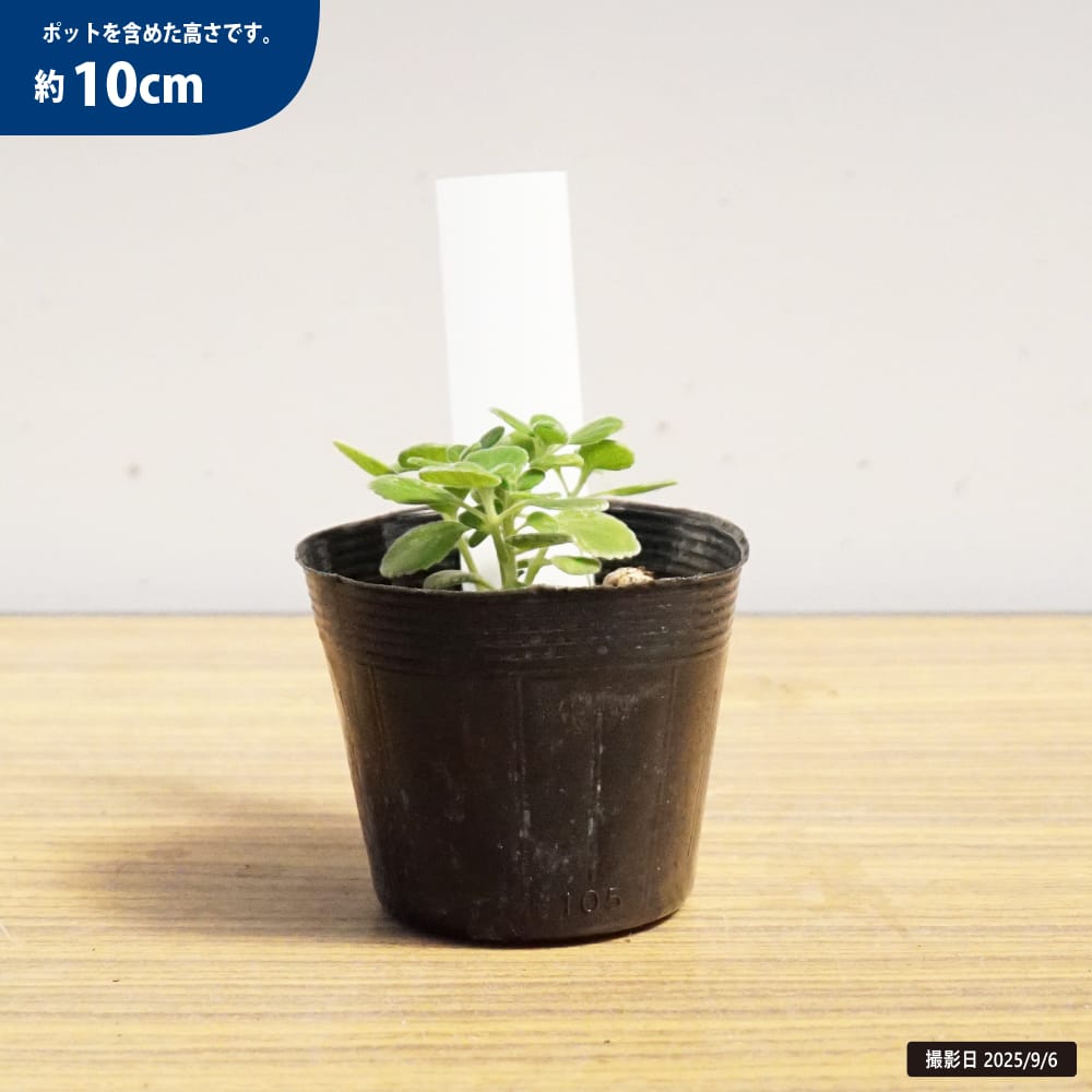 キューバンオレガノ アロマティカス 1