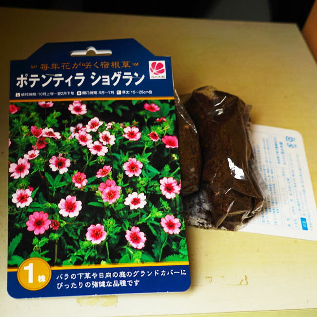 ポテンティラ 【ショグラン】 袋詰め球根 （1株入）