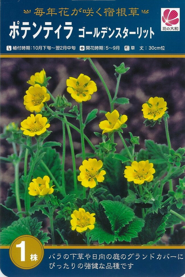 ポテンティラ ゴールデンスターリット 1