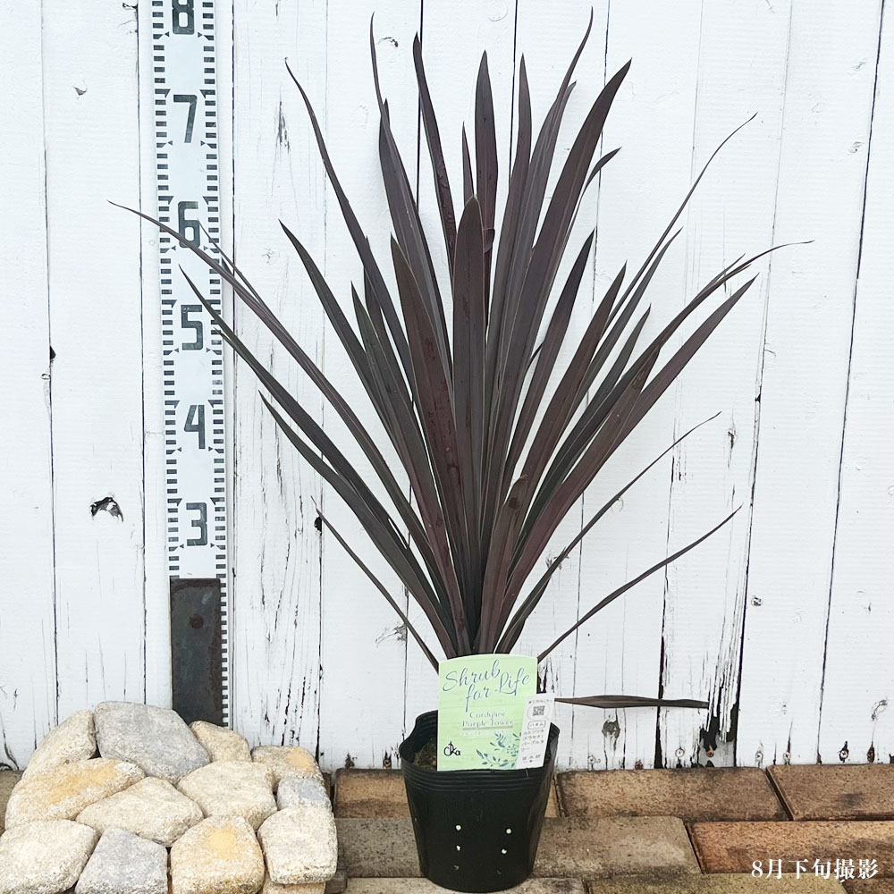 コルジリネ（ドラセナ） 【パープルタワー】 ポット苗