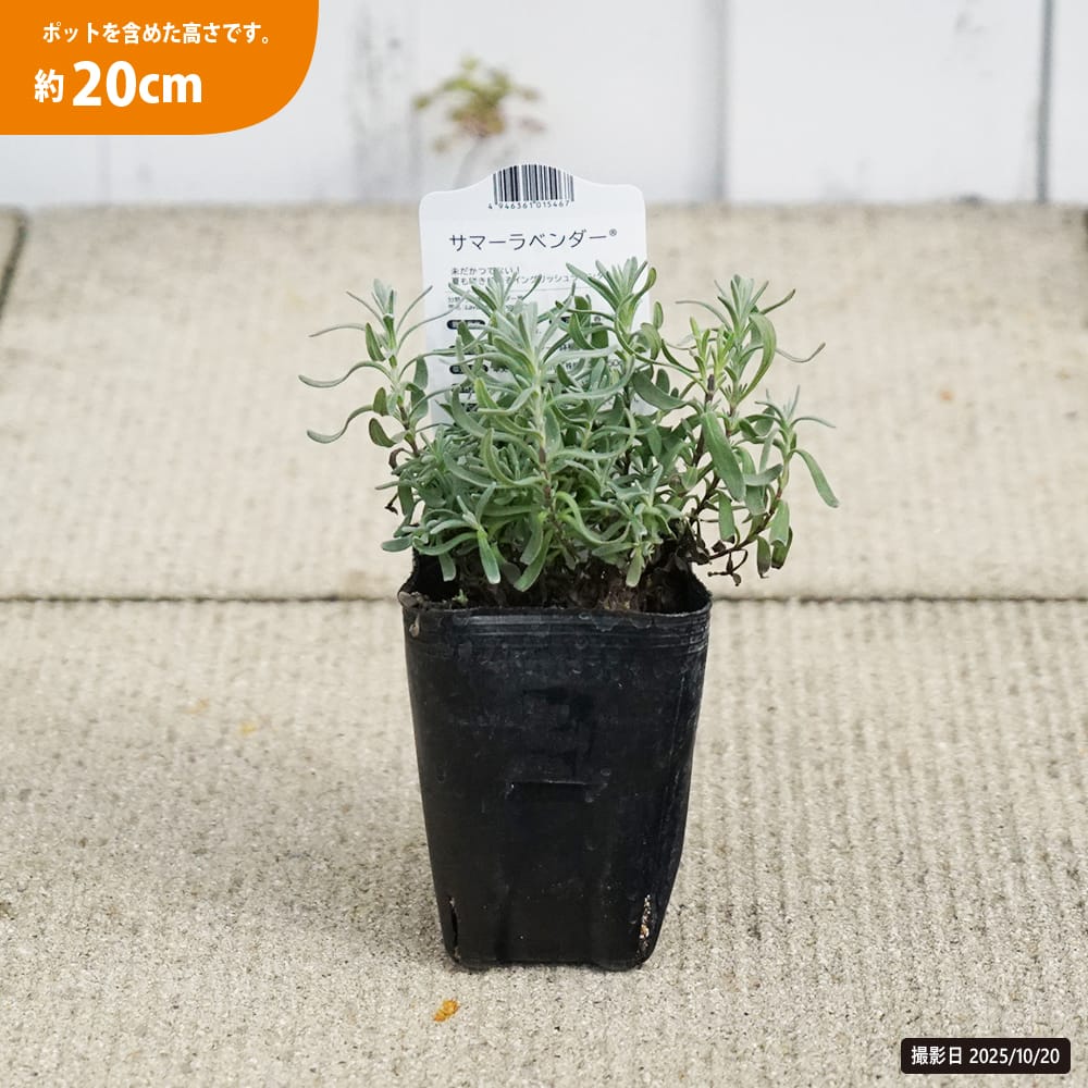 ラベンダー サマーラベンダー 1
