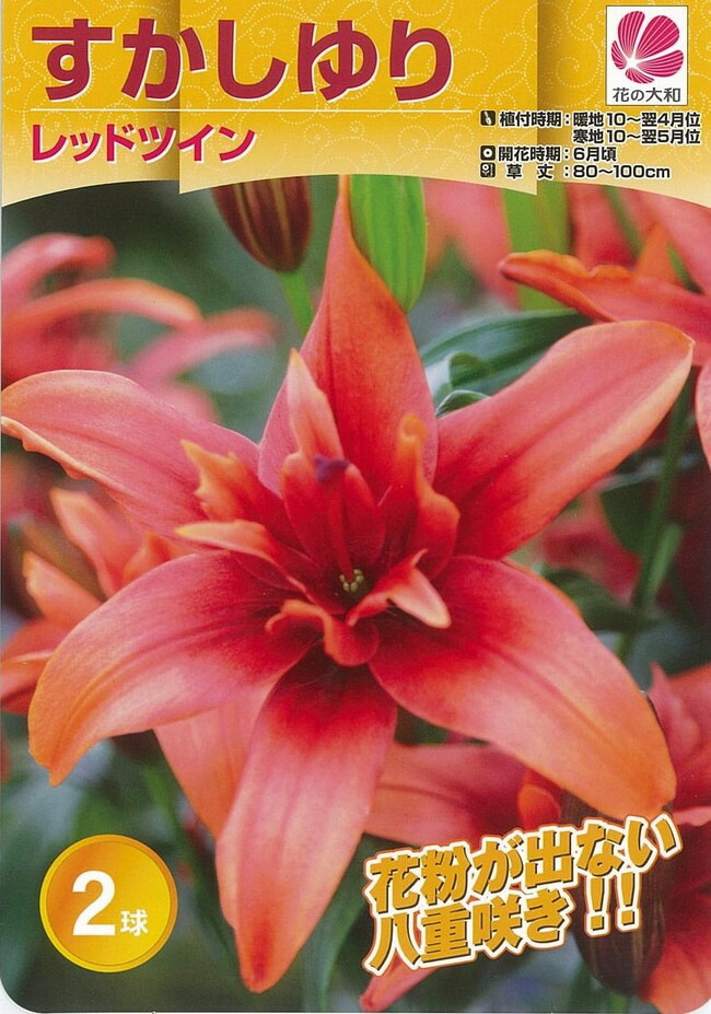 【レッドツイン】 すかしゆり 