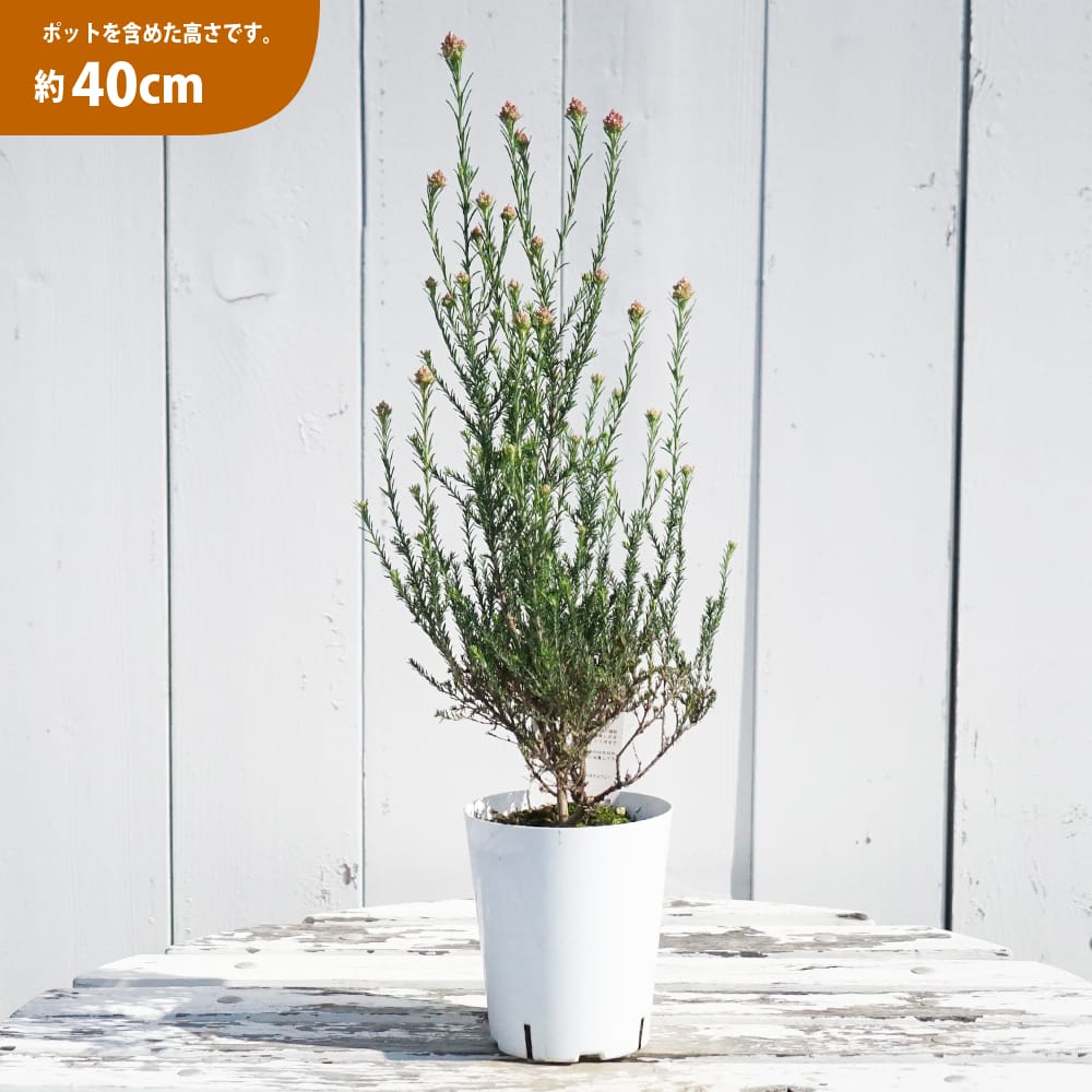 ライスフラワー ホットピンク 1