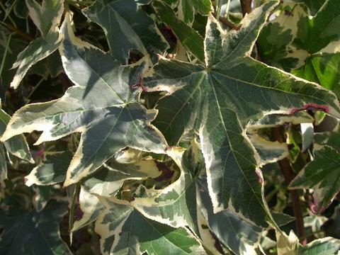 アメリカフウ シルバーキング 