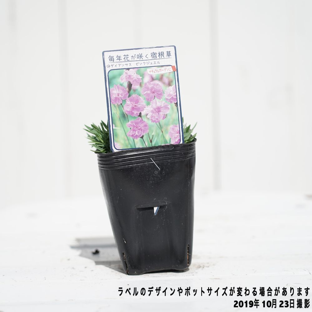 ダイアンサス （なでしこ） 【ピンクジュエル】 ポット苗