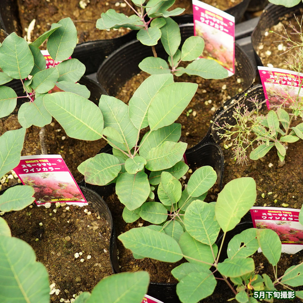 スモークツリー ワインカラー 2