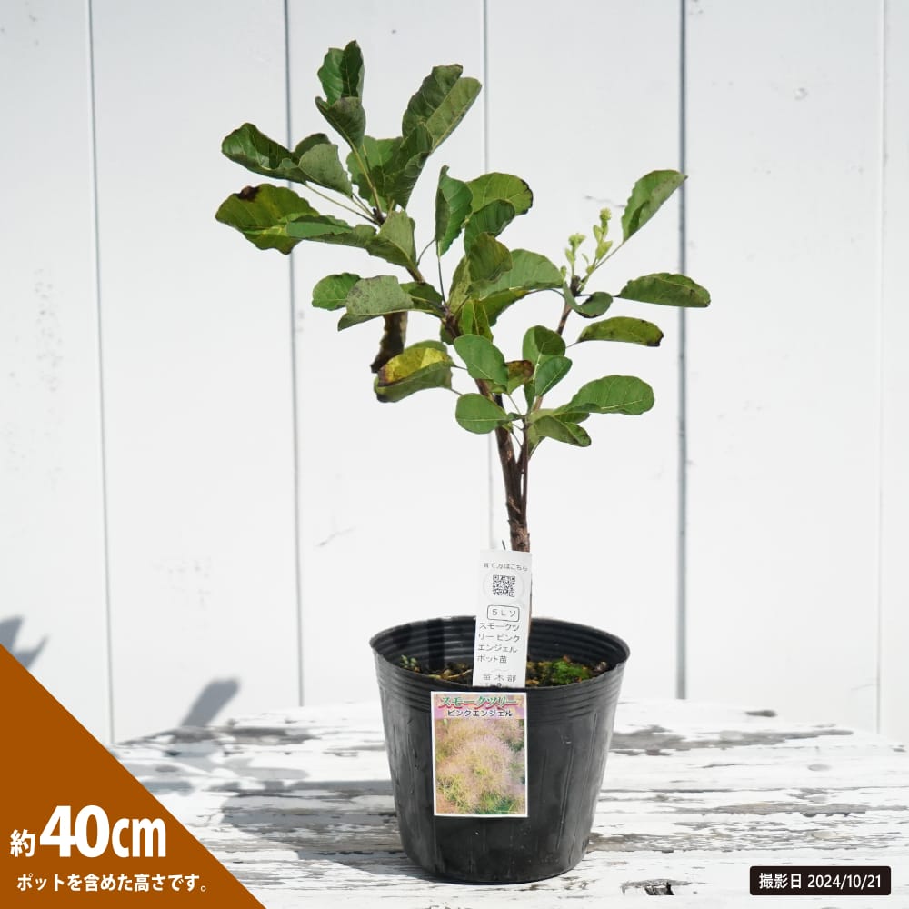 スモークツリー  ピンクパール 1