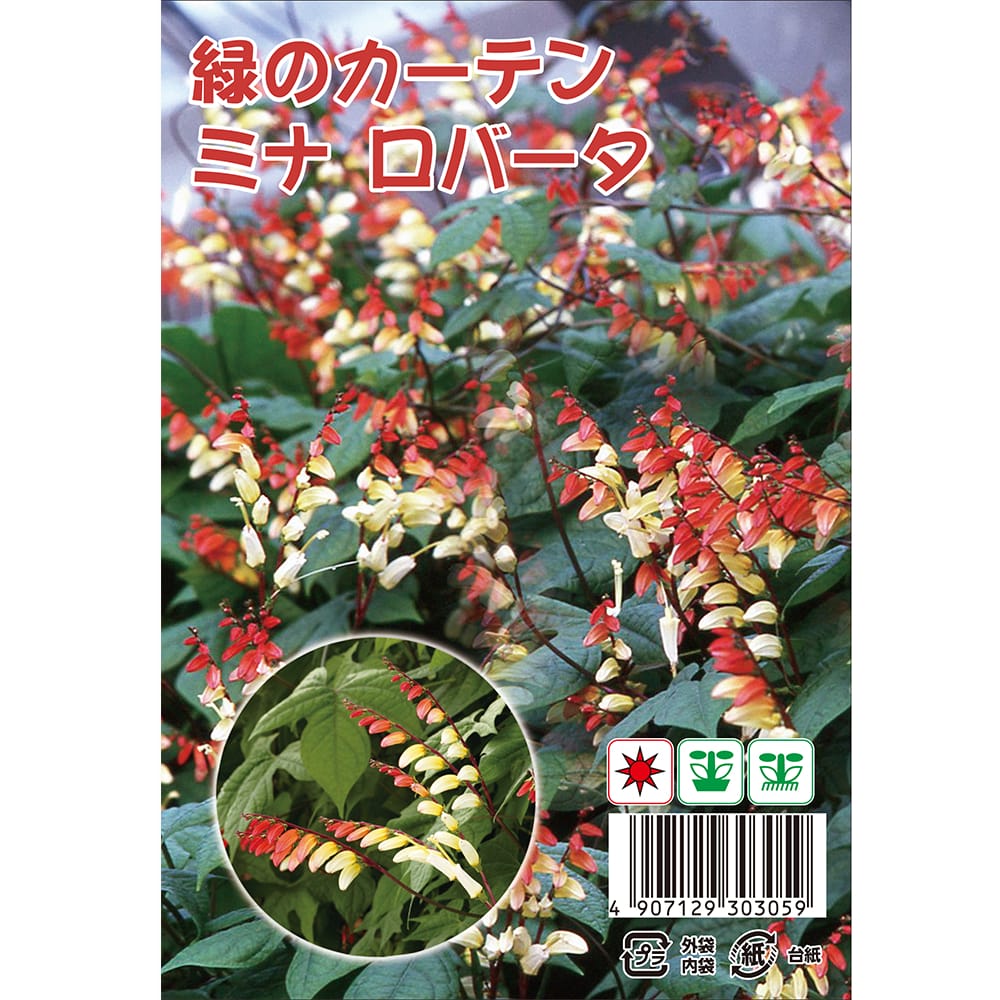 朝顔 緑のカーテン ミナ ロバータ 