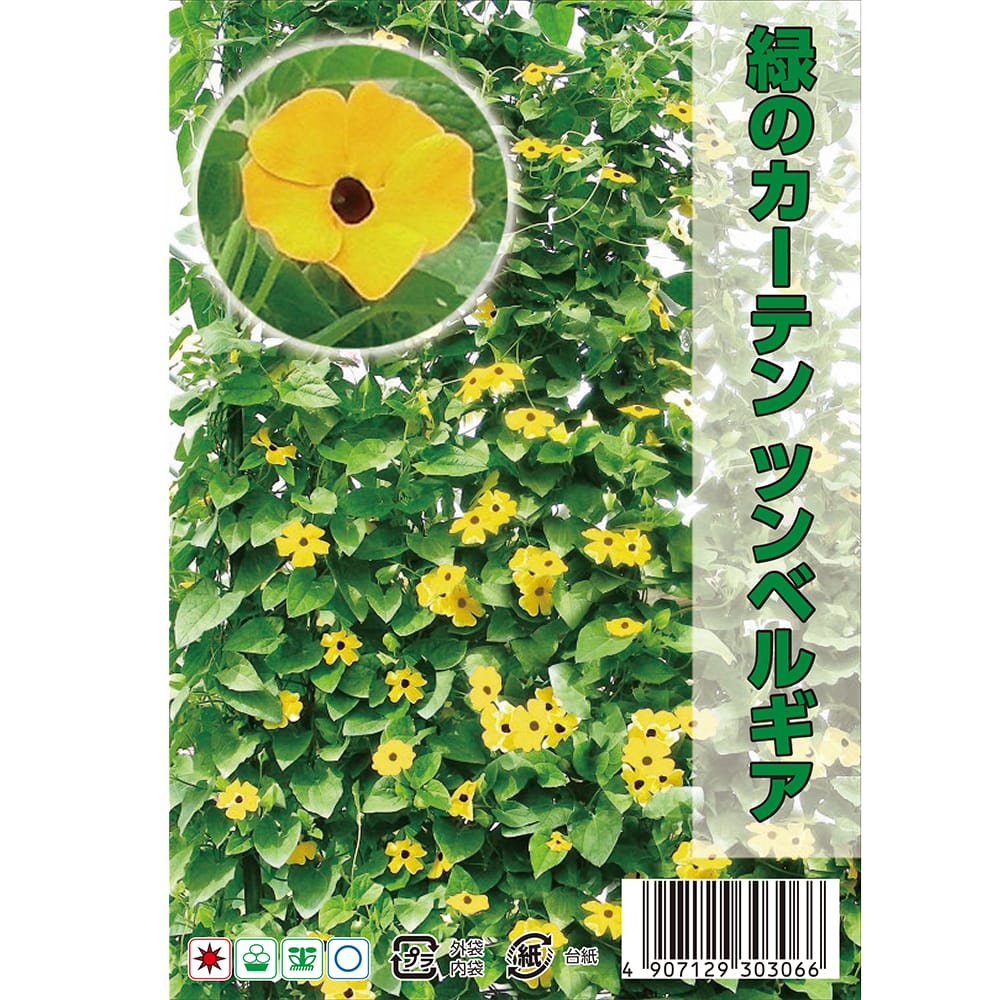 ツンベルギア 緑のカーテン ツンベルギア