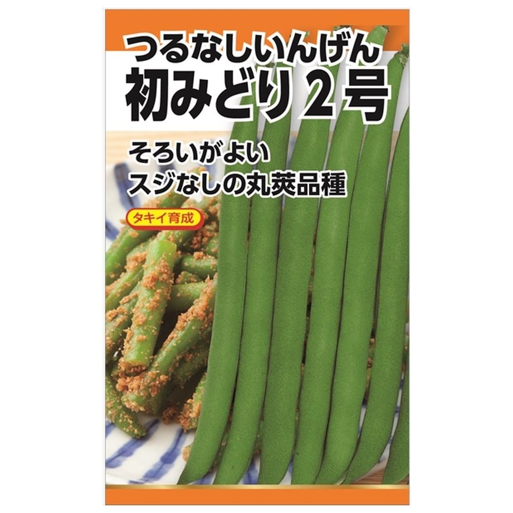 いんげん 初みどり2号(つるなし・丸莢)