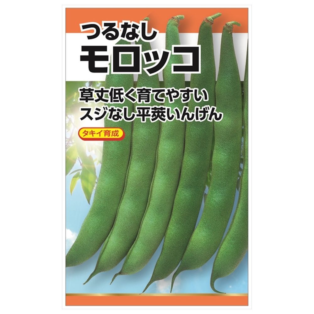 いんげん つるなしモロッコ