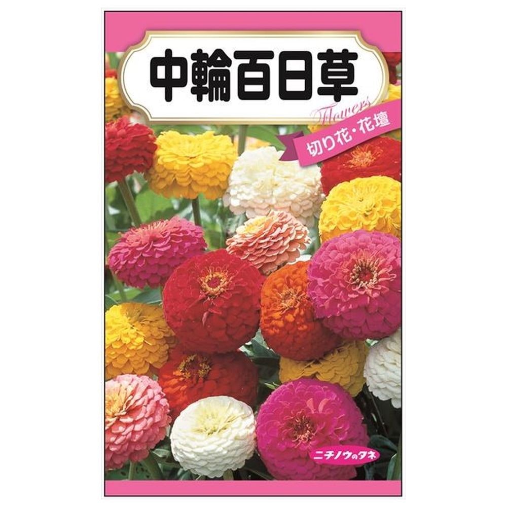 150円花種子 中輪百日草 