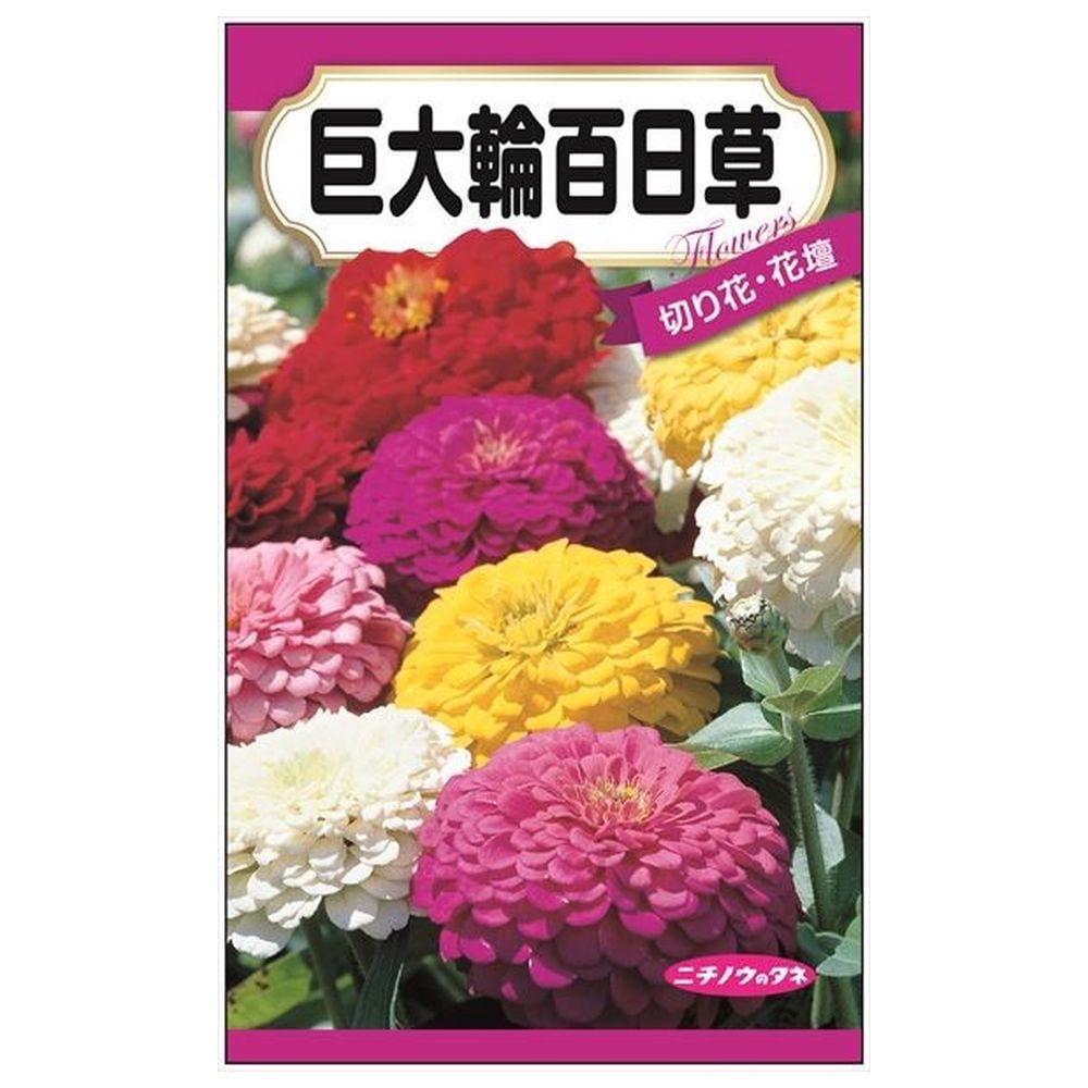 150円花種子 巨大輪百日草 