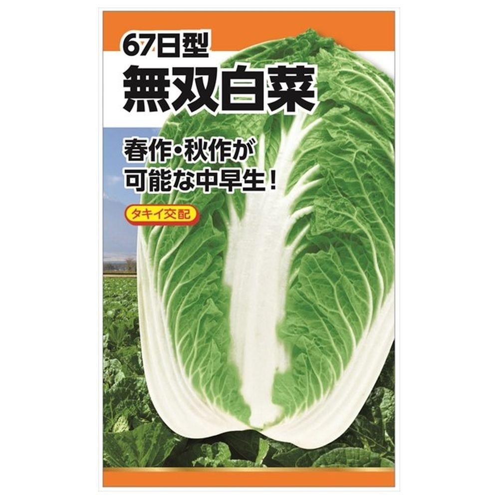 白菜 無双白菜 