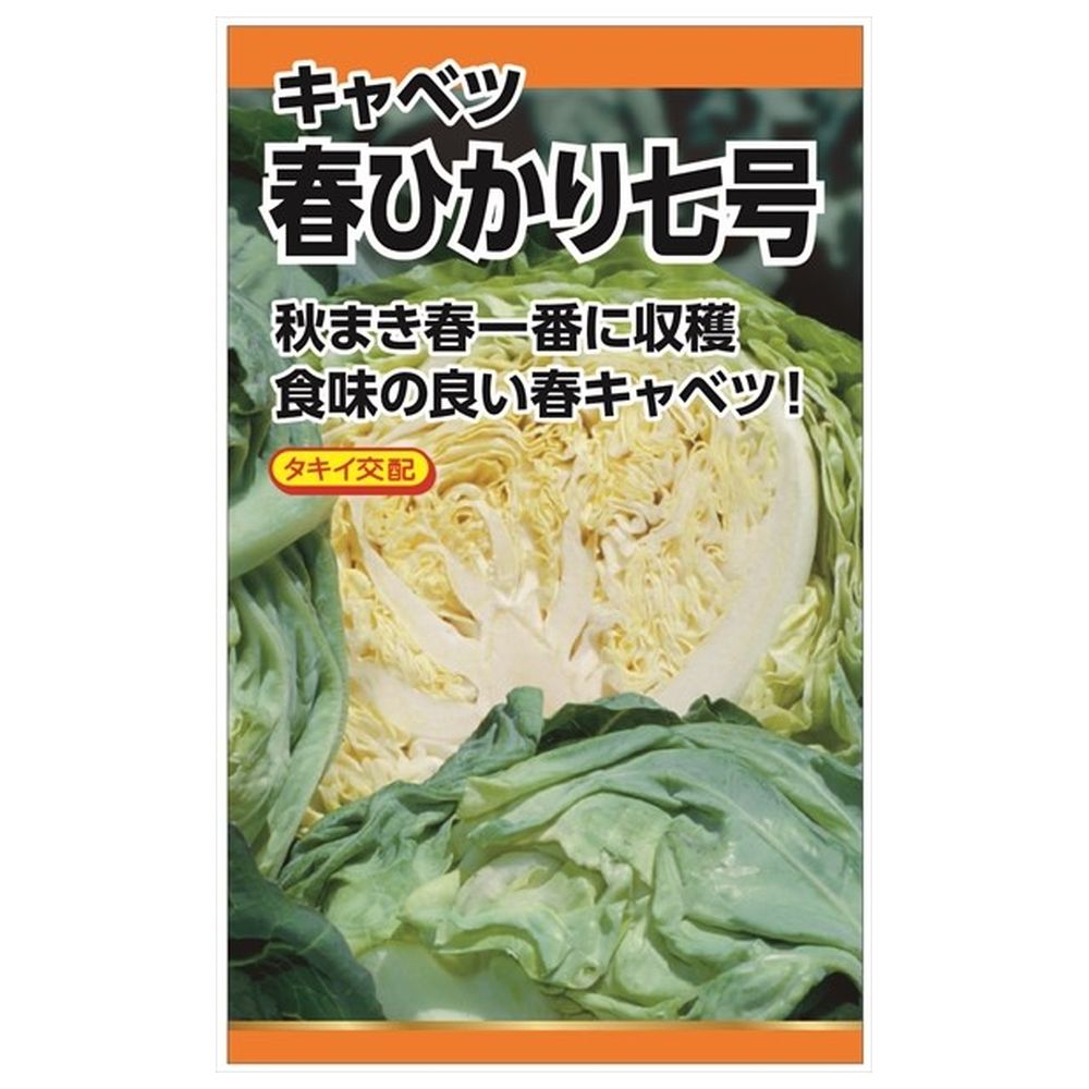 キャベツ 春ひかり七号 