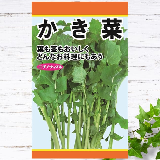 冬菜 かき菜 
