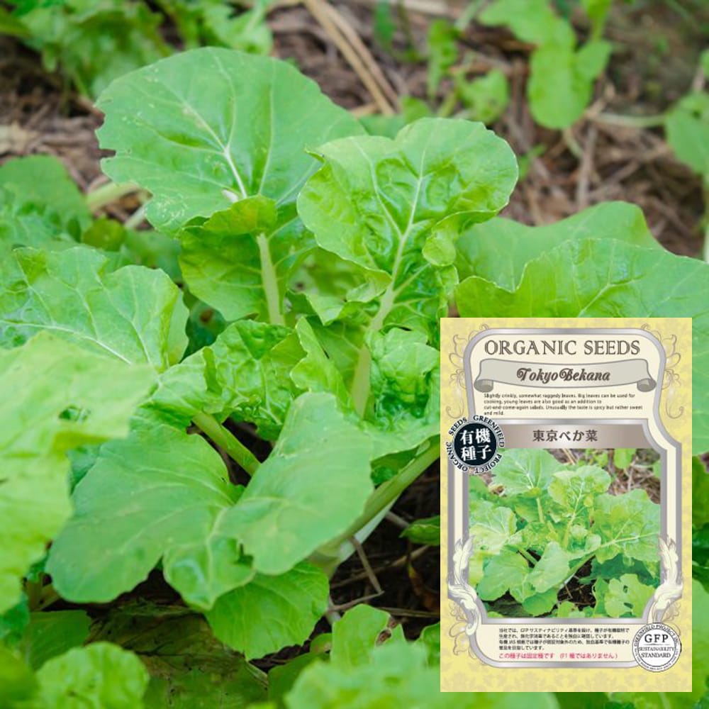 白菜 東京べか菜 