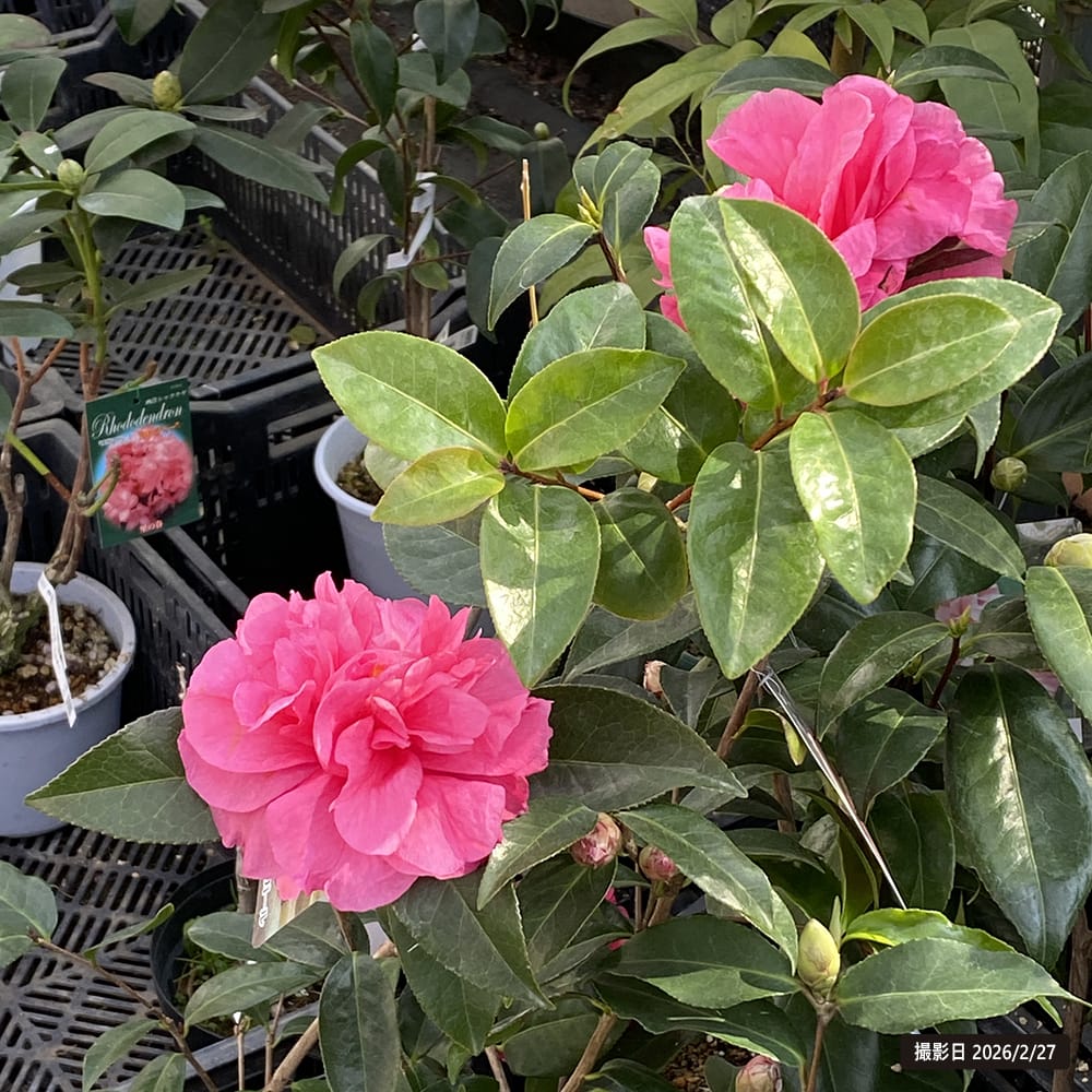 椿 ピオニーガール 5