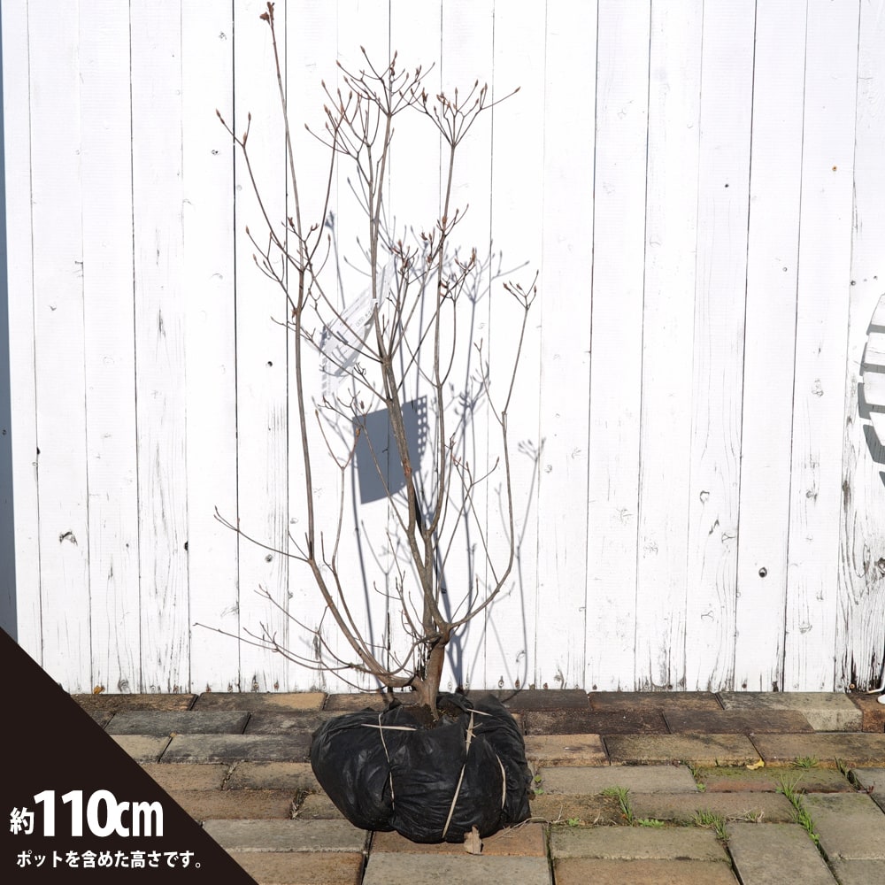 ツツジ 西国ミツバツツジ 1