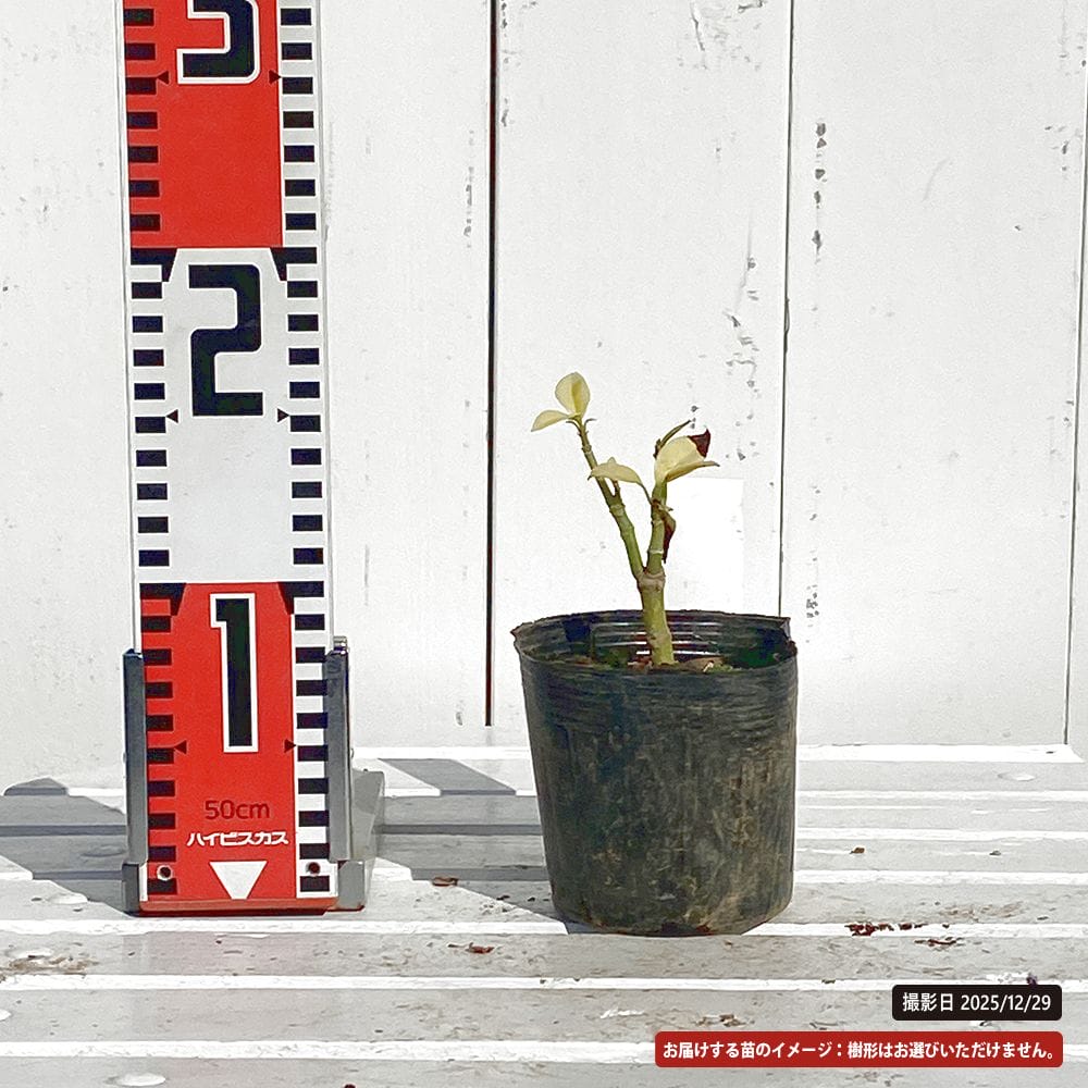 アオキ 内田錦 1