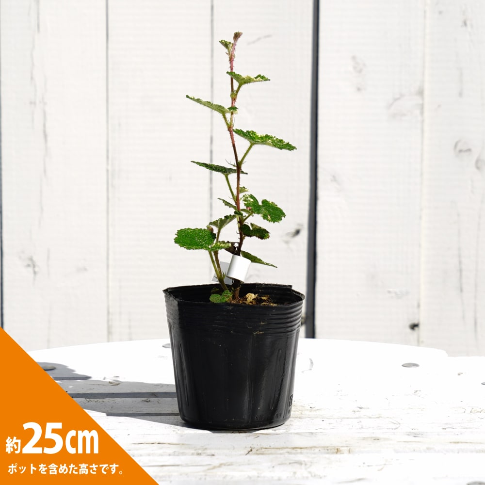 キイチゴ 丸葉斑入 3.5号ポット苗