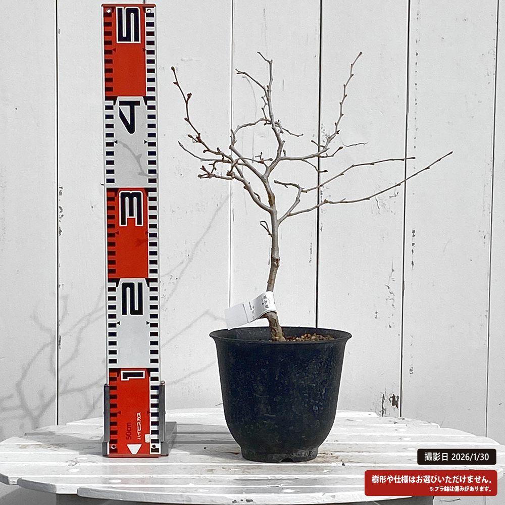 ツノハシバミ 黄金葉 1