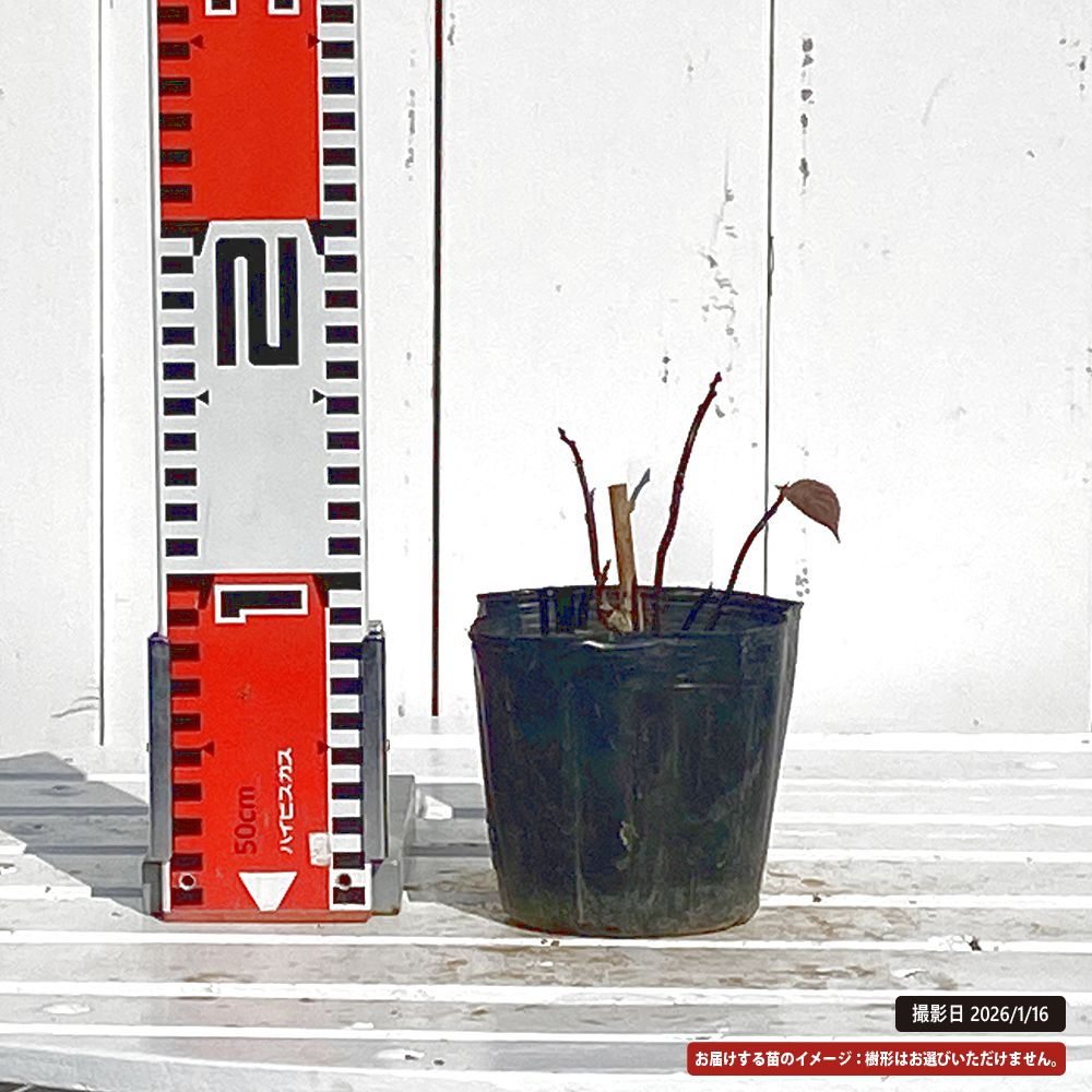 ハナイカダ 黄金葉 1