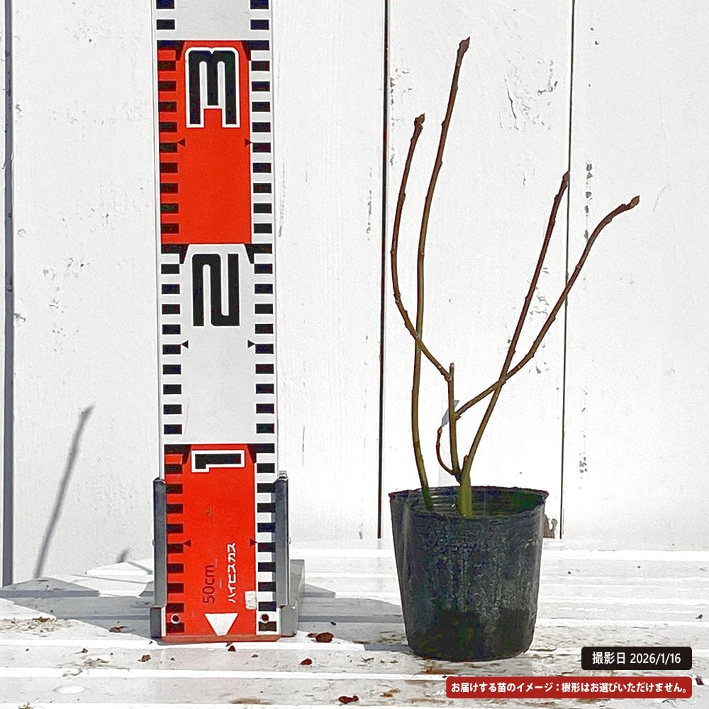 ハナイカダ オス 1