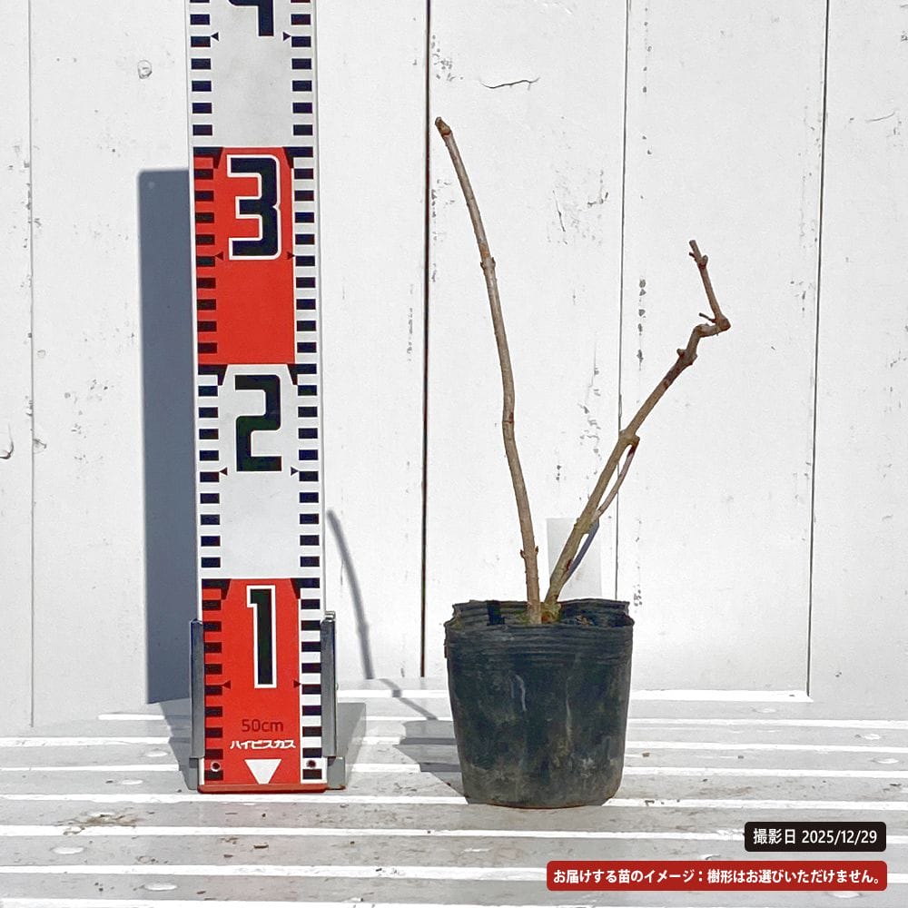 カンボク 糸井錦 1