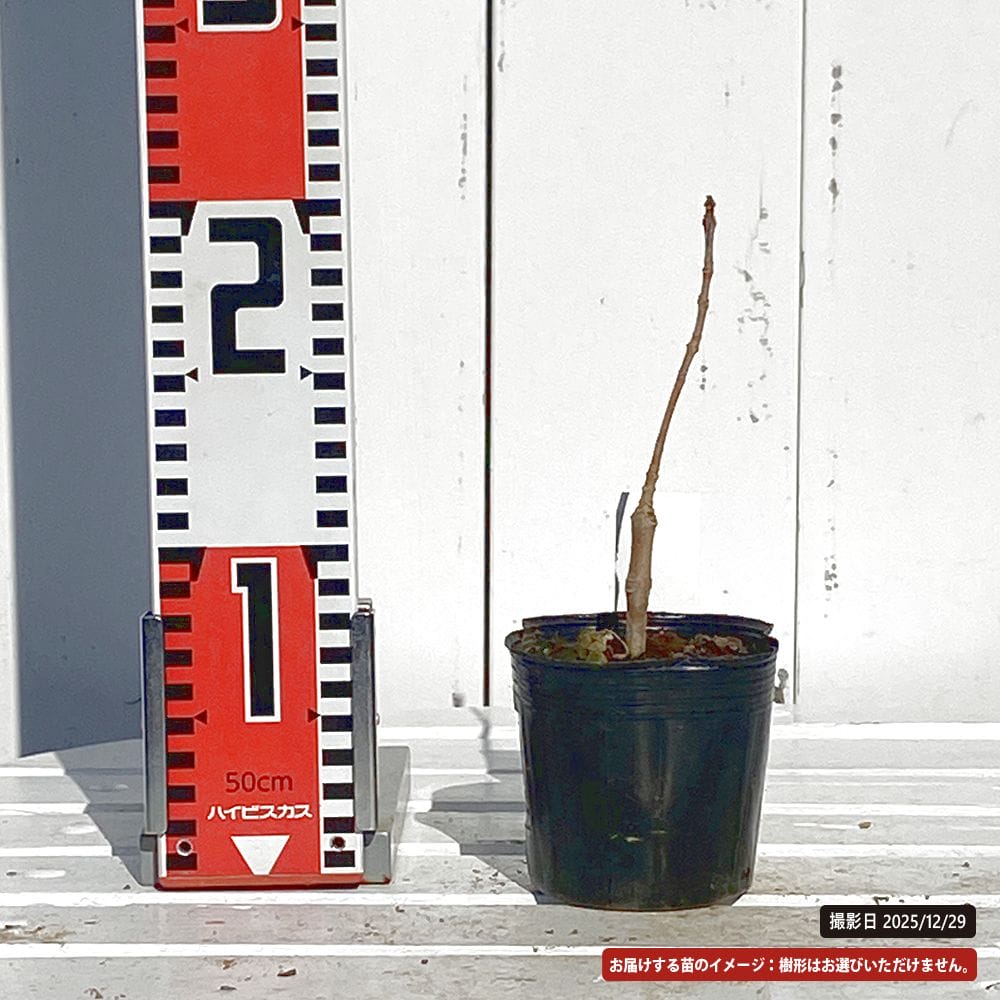 トネリコ 黄金葉 1