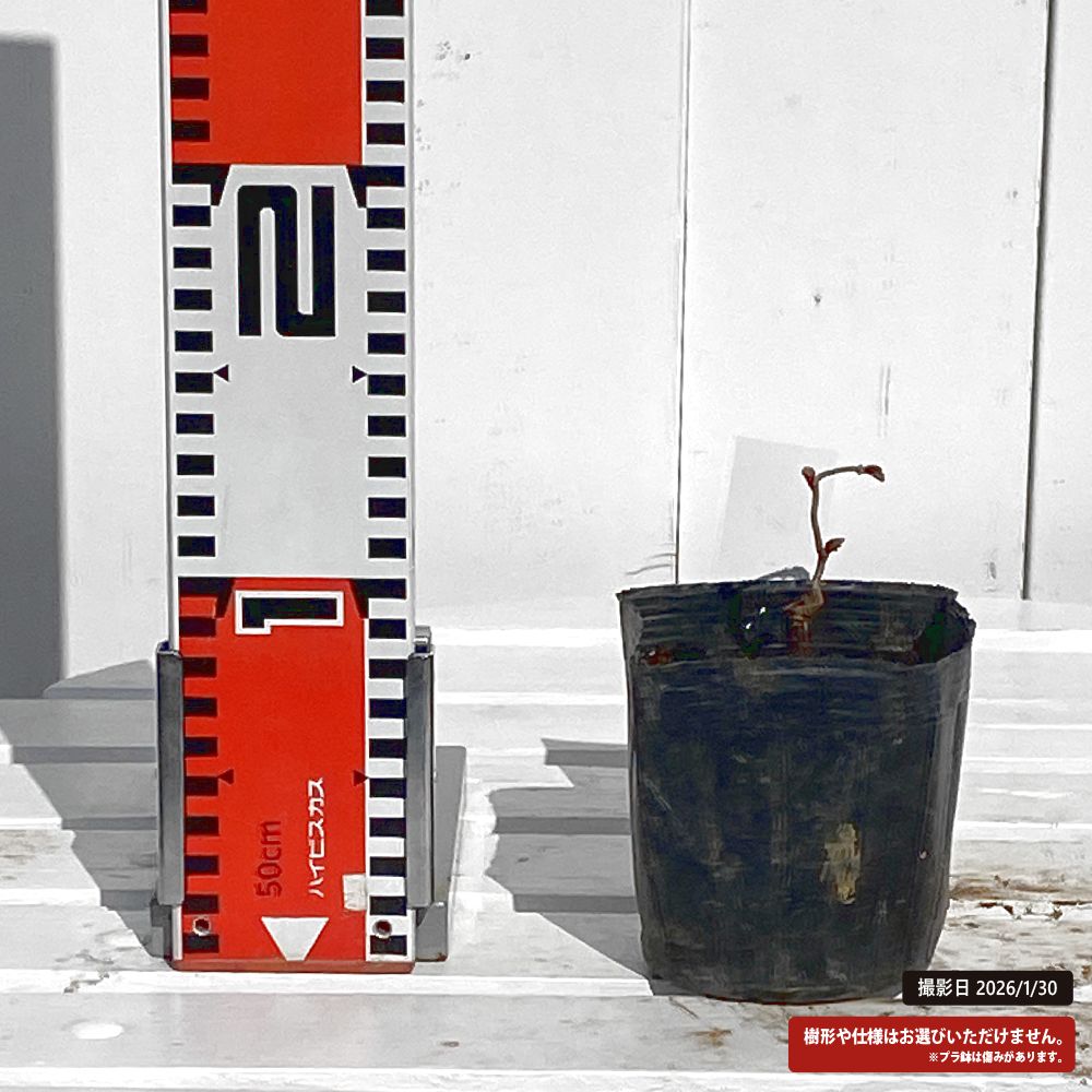 ヘーゼルナッツ レッドマジェスティック 1