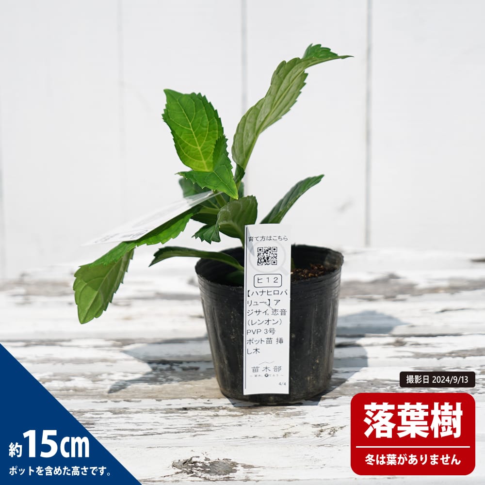 アジサイ 恋音 1