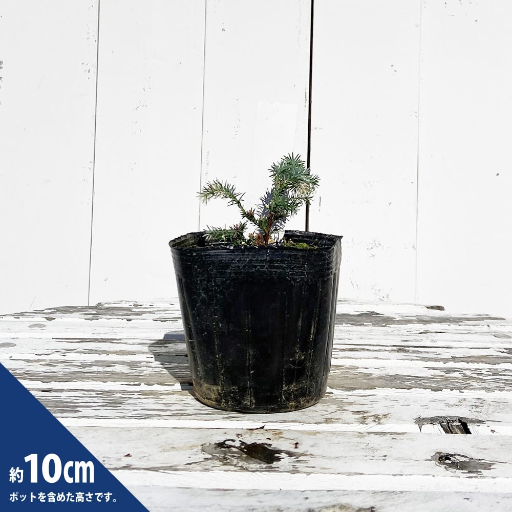 ヒムロ杉 白斑 1