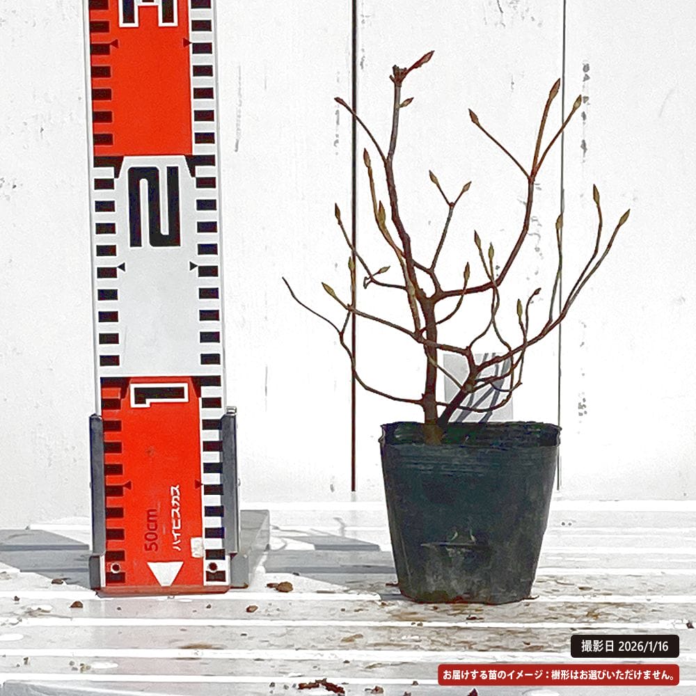 ツツジ 神宮ツツジ 1