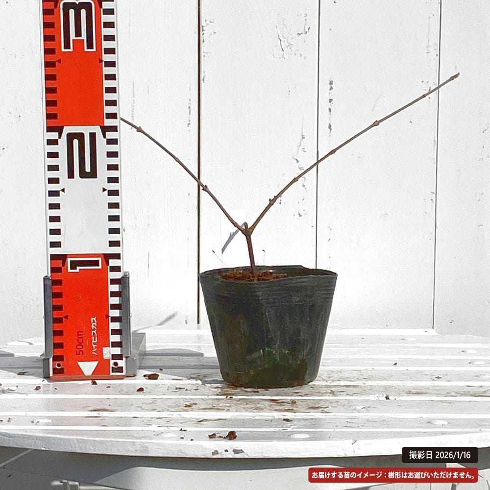 ガマズミ 黒実 1