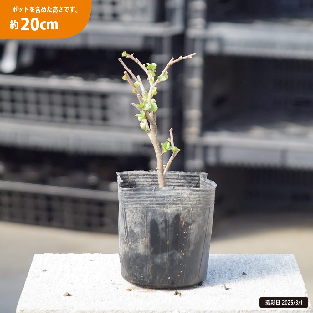 長寿梅 白花 半八重咲 1