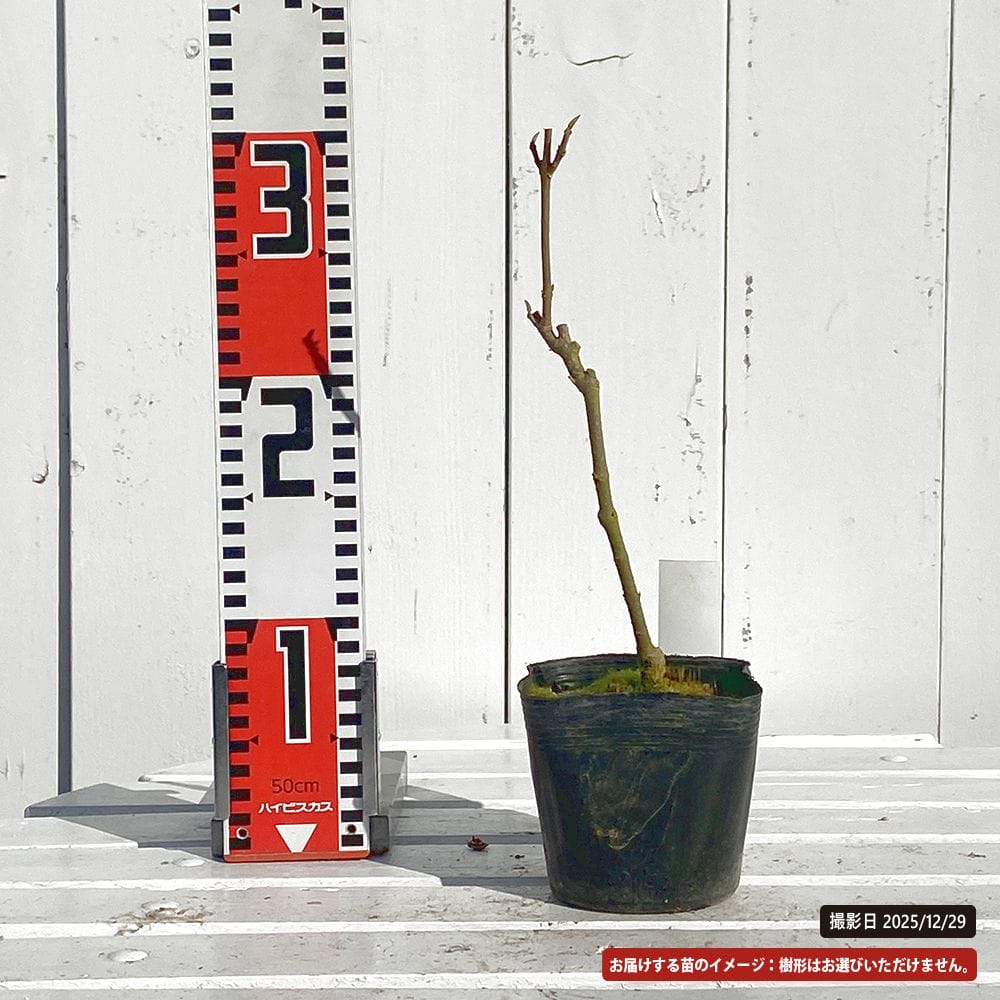 ビロードムラサキ カラス葉 1