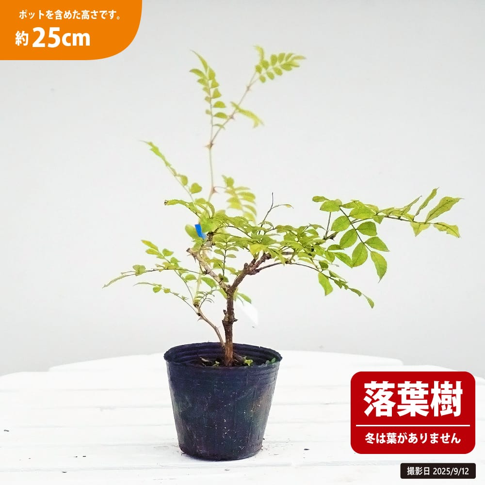 バラ サンショウバラ 日輪 1