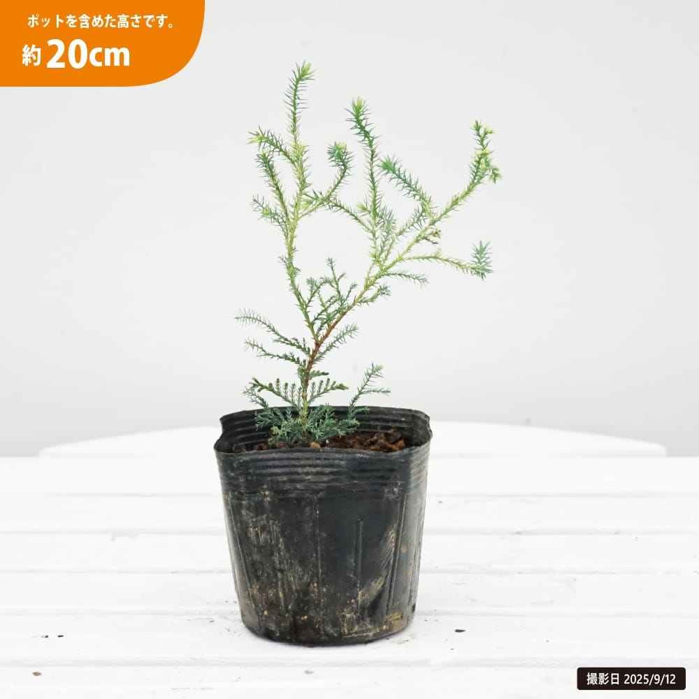 ヒノキ 青ヒ芳彩桧 白芽 1